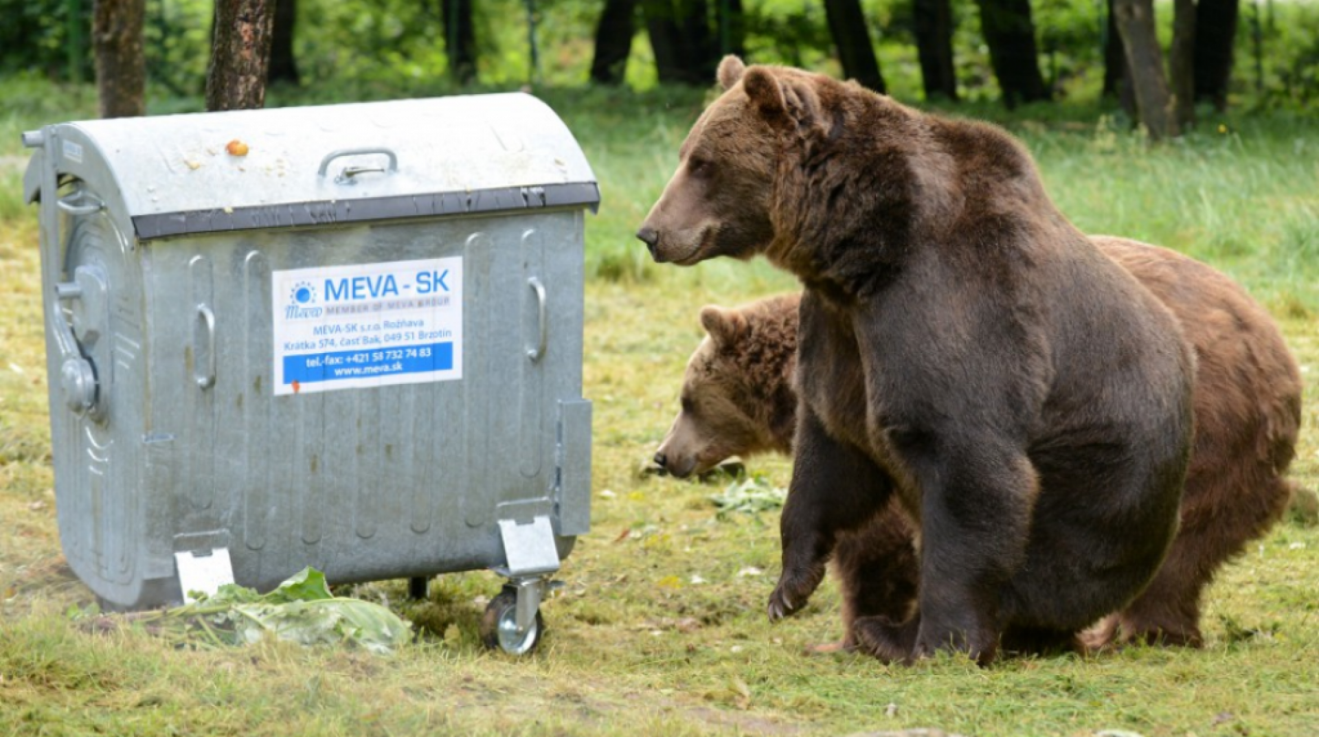 Odolné kontajnery pomôžu obciam zbaviť sa medveďov